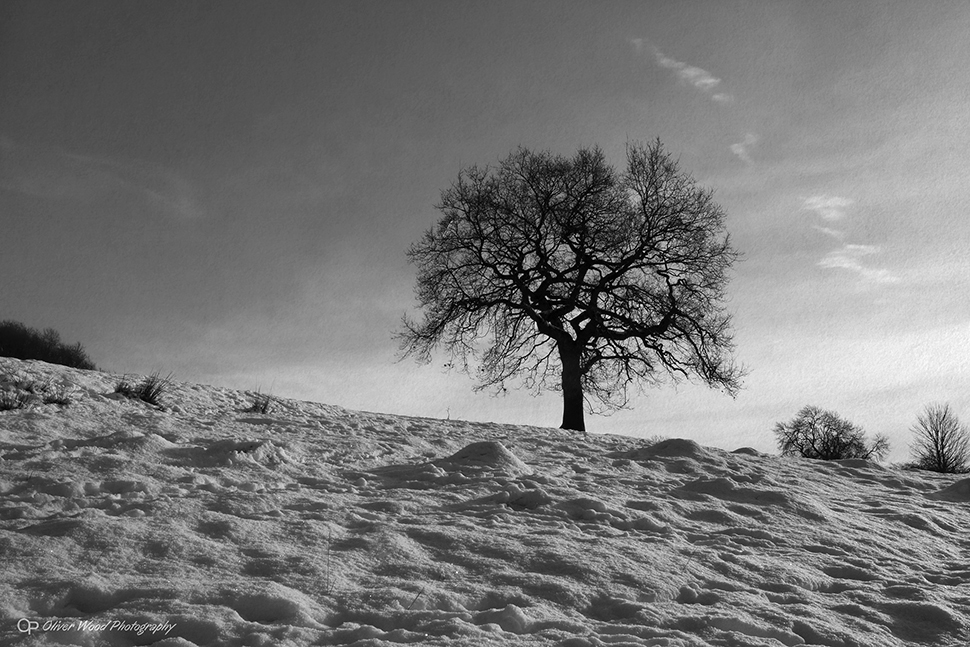 Snow Oak