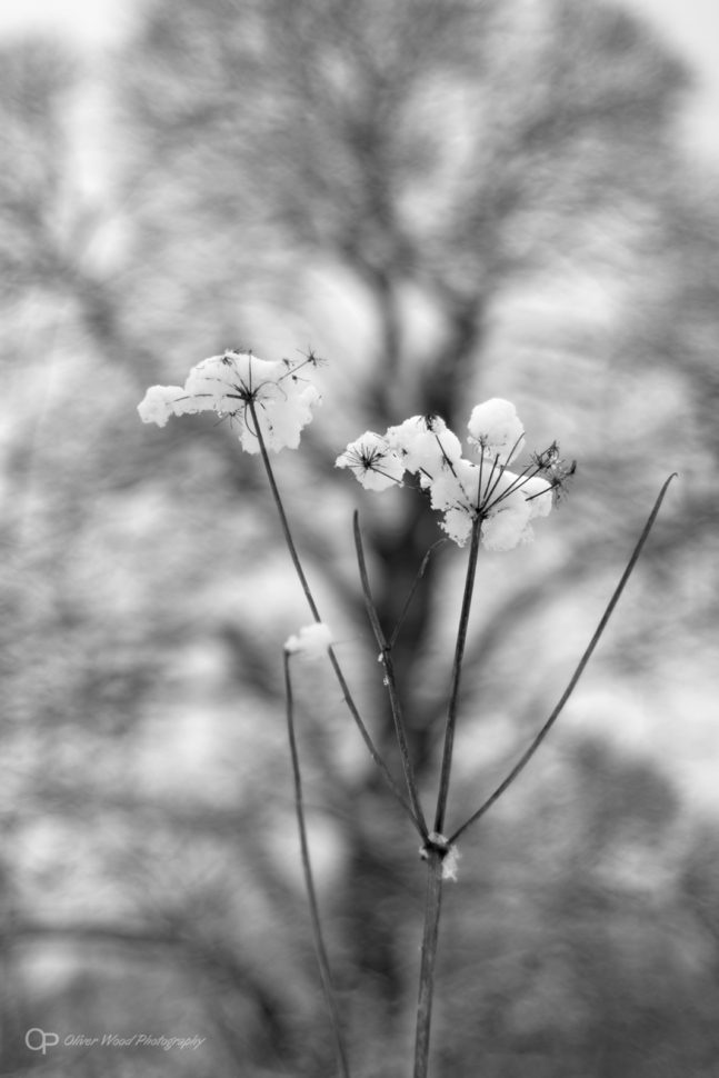 Ice Bokeh