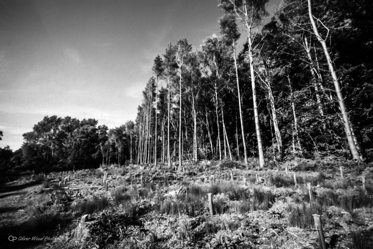 Alderley Peover Oliver Wood Photography