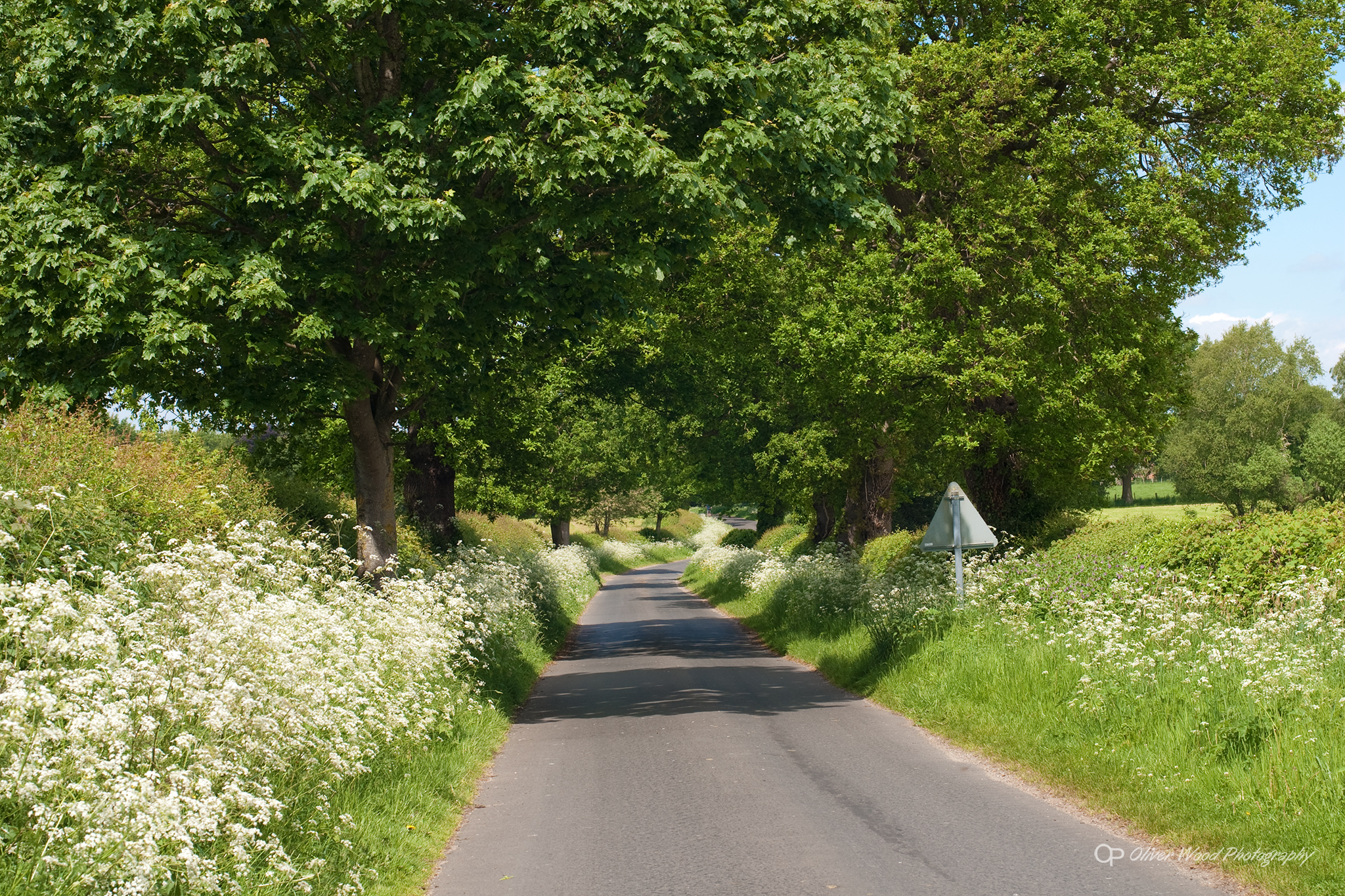 Grotto Lane