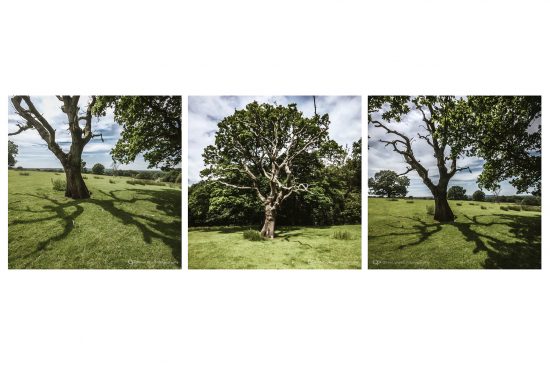 tree and glades