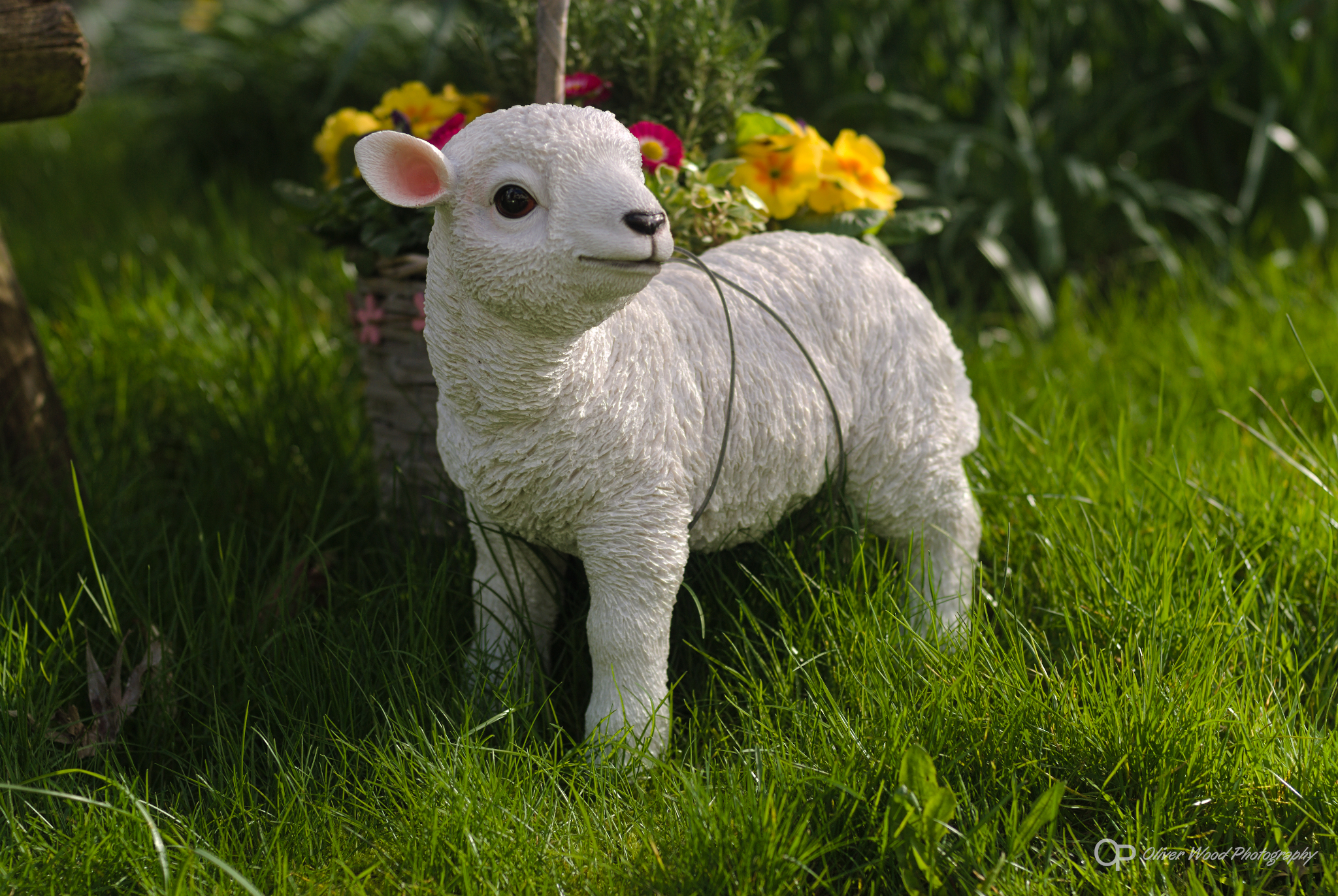 A photograph of a white lamb model in green grass with yellow flowers.