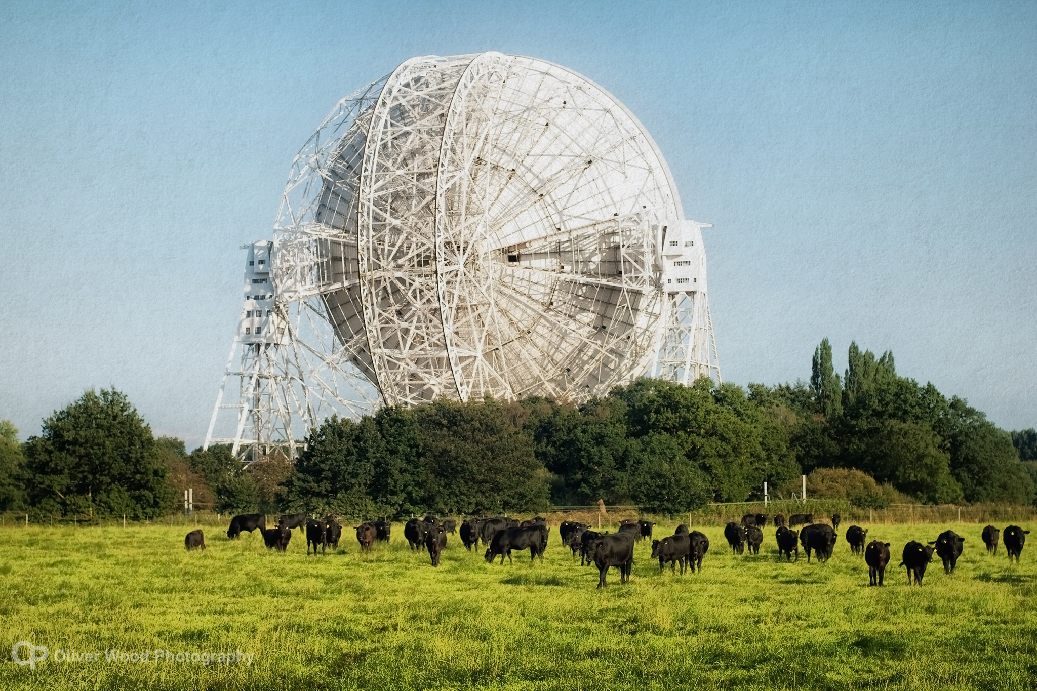 jodrell bank radio telescope and cows in a field