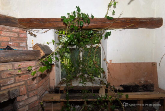 Foliage growing through a window
